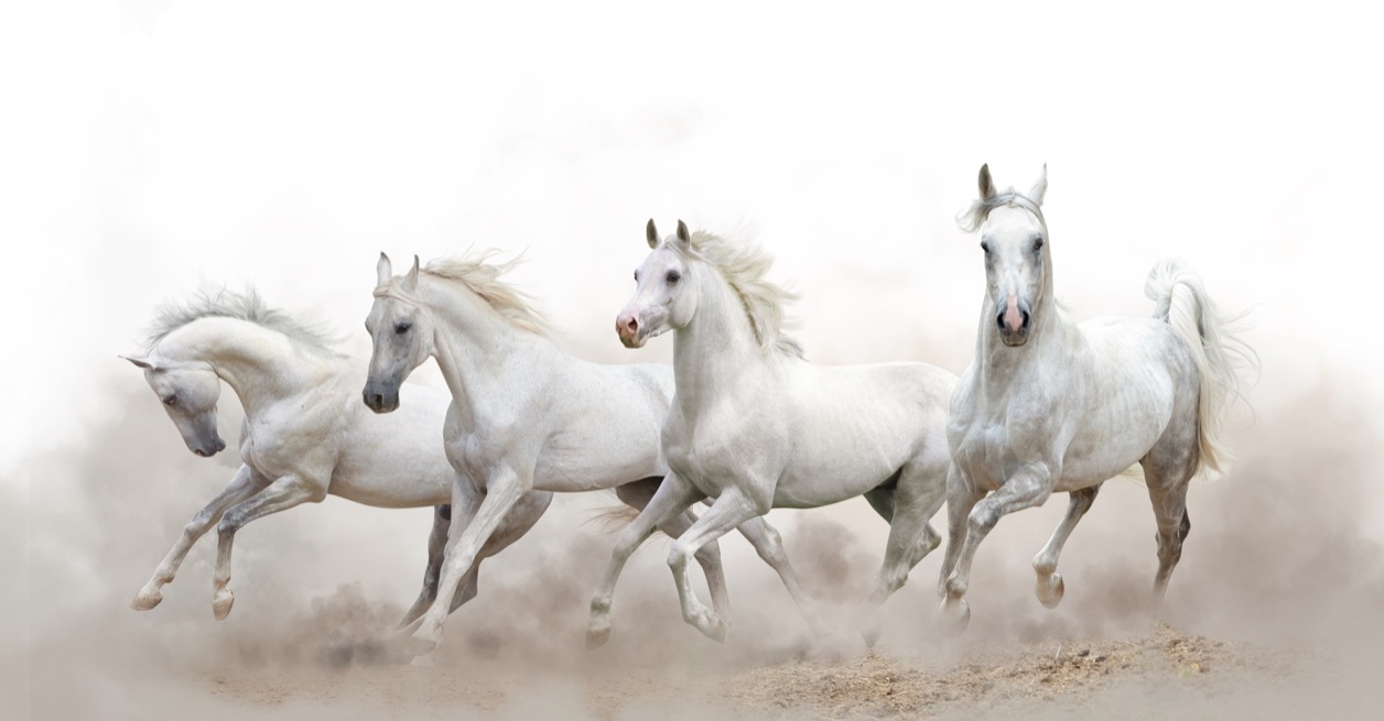 Run With Horses